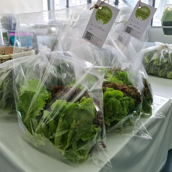 ผักสลัดรวม (Mix Salad)