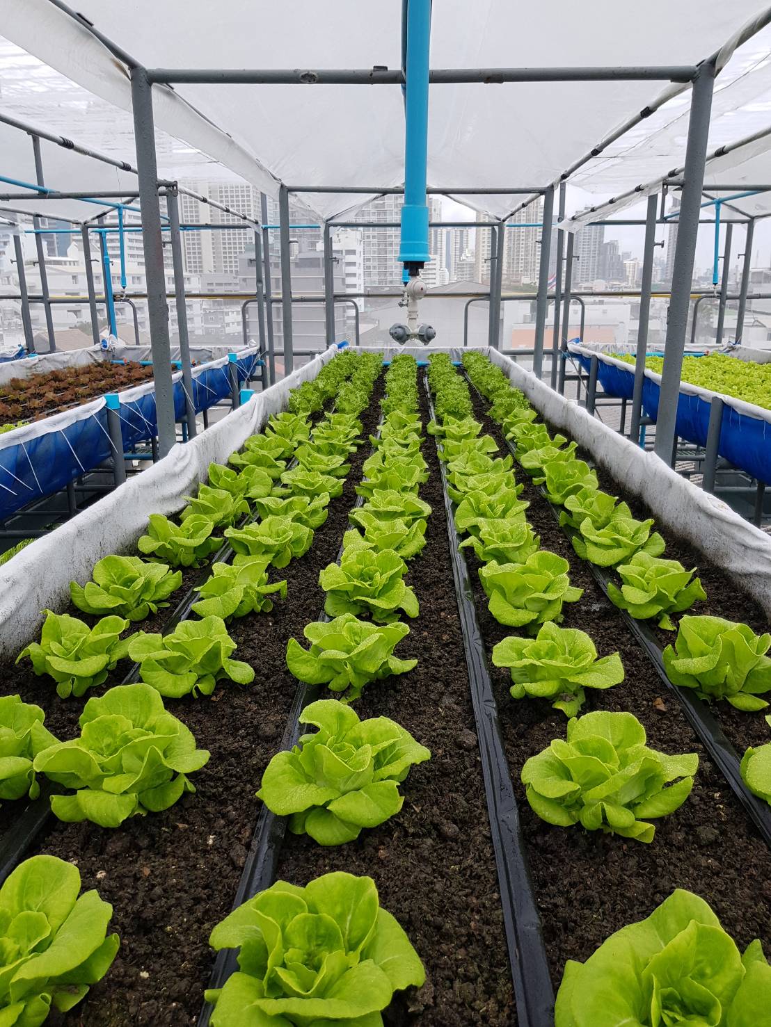 บัตเตอร์เฮดอินทรีย์ (Organic Butterhead Lettuce)