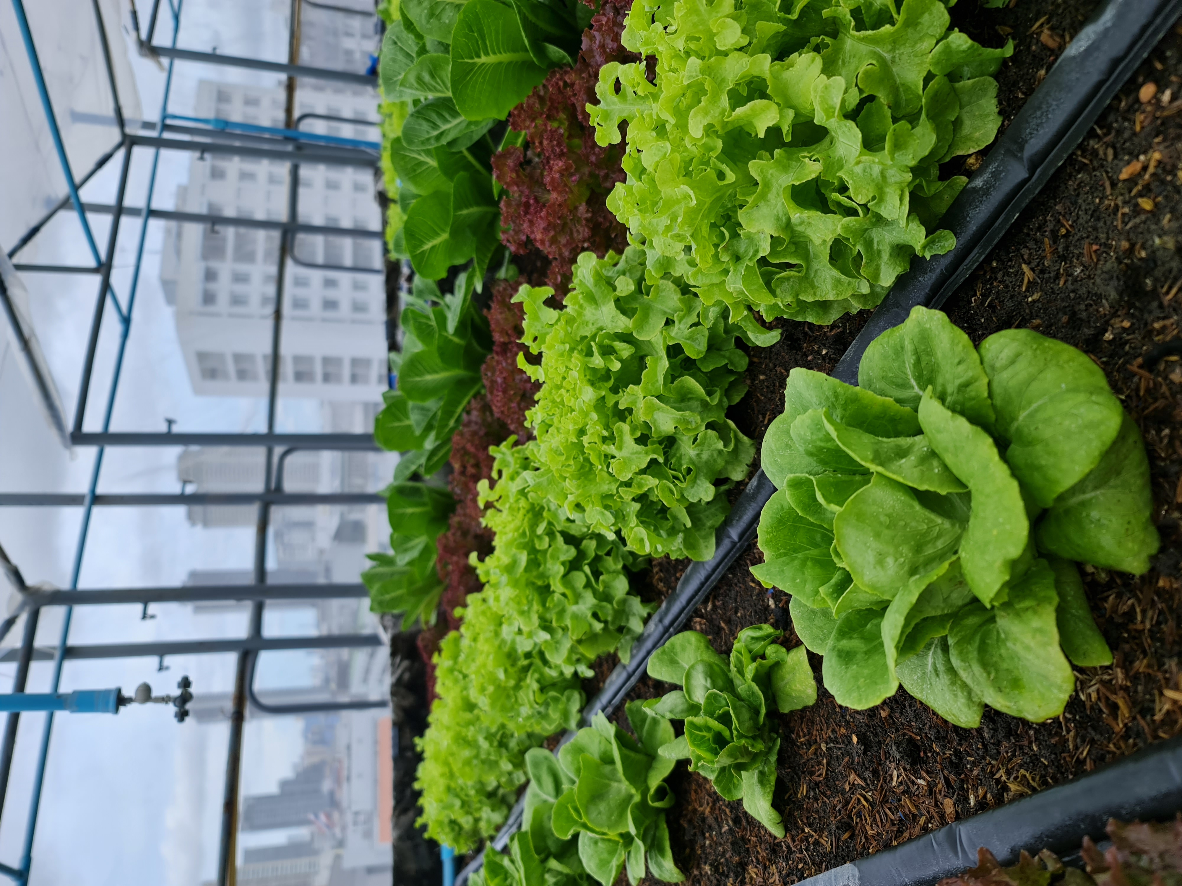 บัตเตอร์เฮดอินทรีย์ (Organic Butterhead Lettuce)