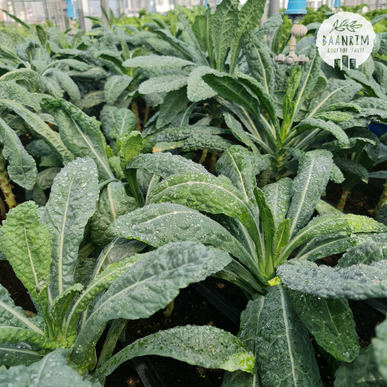 เคลไดโนเสาร์ (Dinosaur Kale)