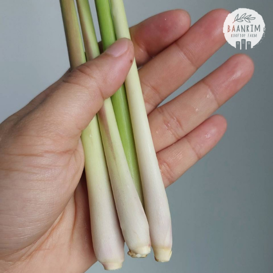 ตะไคร้ (Lemon Grass)