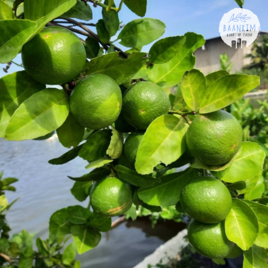 มะนาว (Lime)