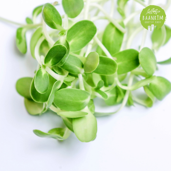 ต้นอ่อนทานตะวัน (Sunflower Sprouts)