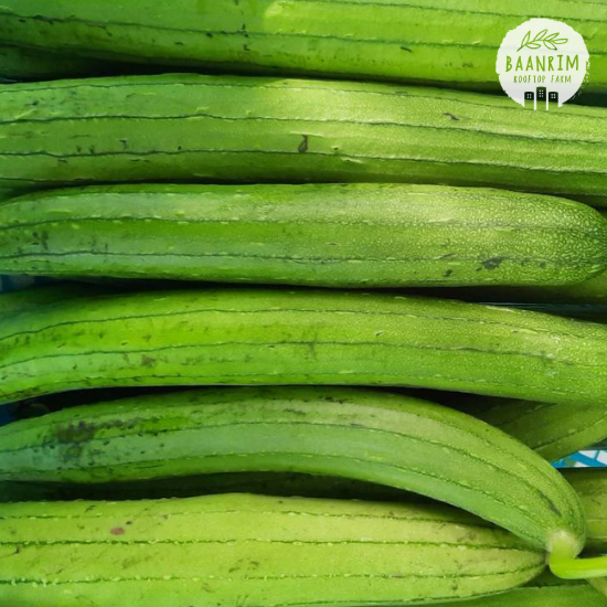 บวบหอม (Sponge Gourd)