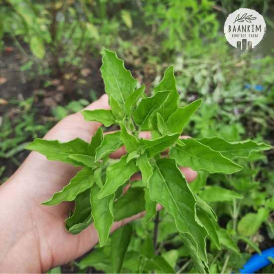 กะเพรา (Holy Basil)