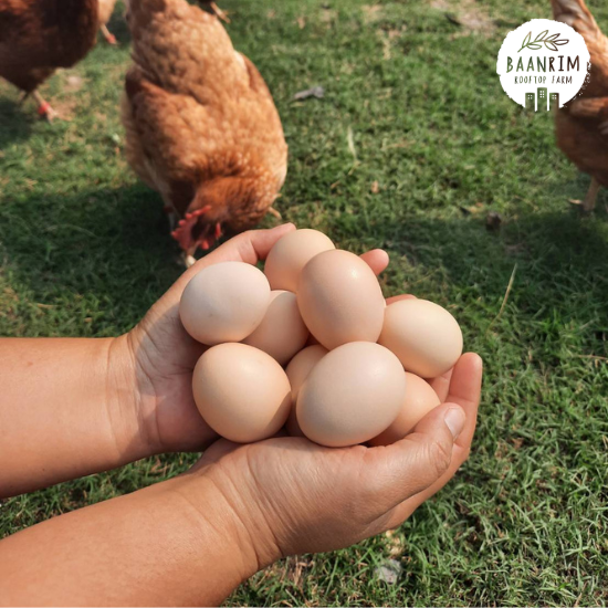 ไข่ไก่บ้าน (Chicken Eggs)
