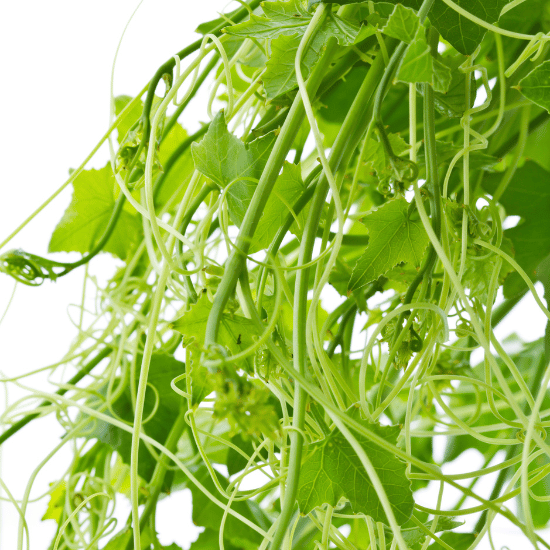 ตำลึง (Ivy gourd)