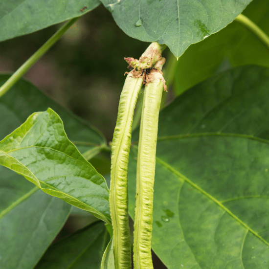 ถั่วฝักยาว (Yard beans)