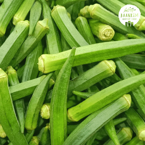 กระเจี๊ยบเขียว (Okra)