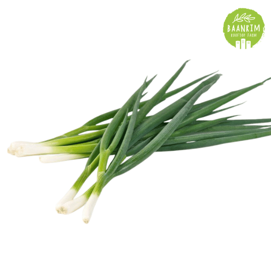 ต้นหอม (Green onion)