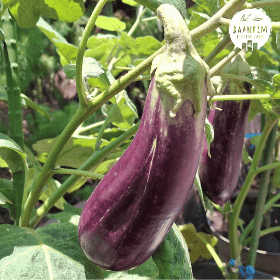 มะเขือยาว (Thai Long Eggplant)