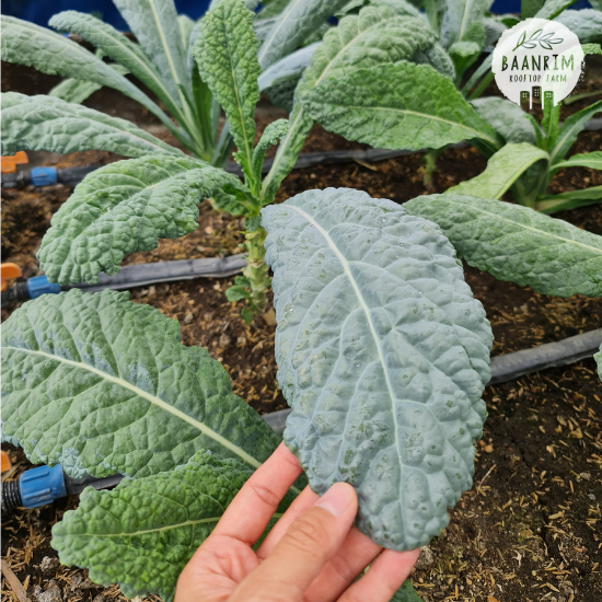เคลไดโนเสาร์ (Dinosaur Kale)