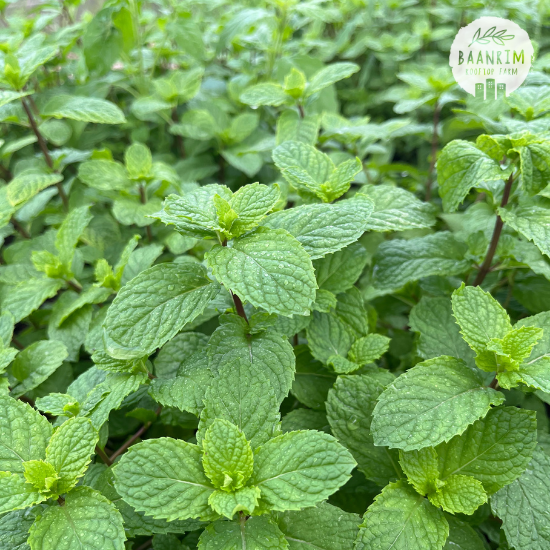 สะระแหน่ (Kitchen Mint)