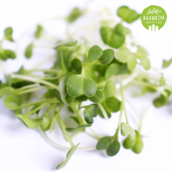 ต้นอ่อนทานตะวัน (Sunflower Sprouts)