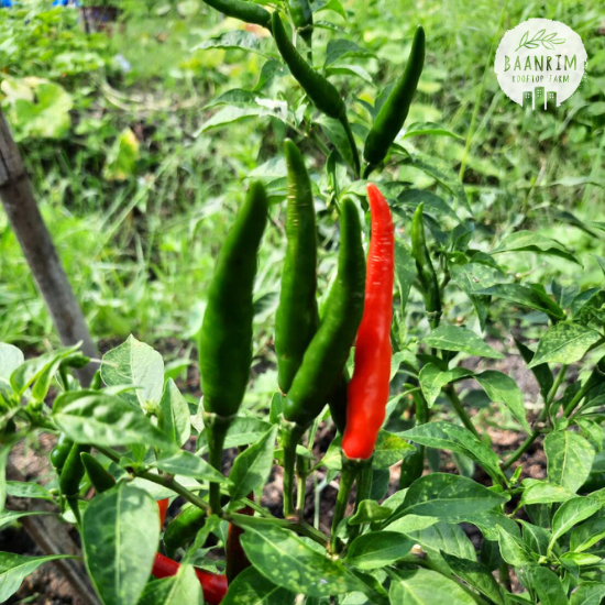 พริกชี้ฟ้าเขียวแดง (Chili)