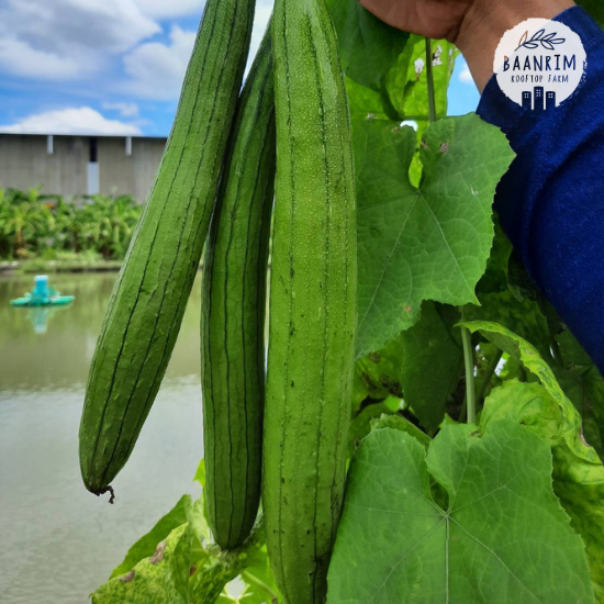 บวบหอม (Sponge Gourd)