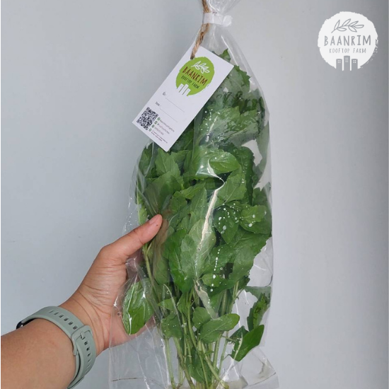 กะเพรา (Holy Basil)