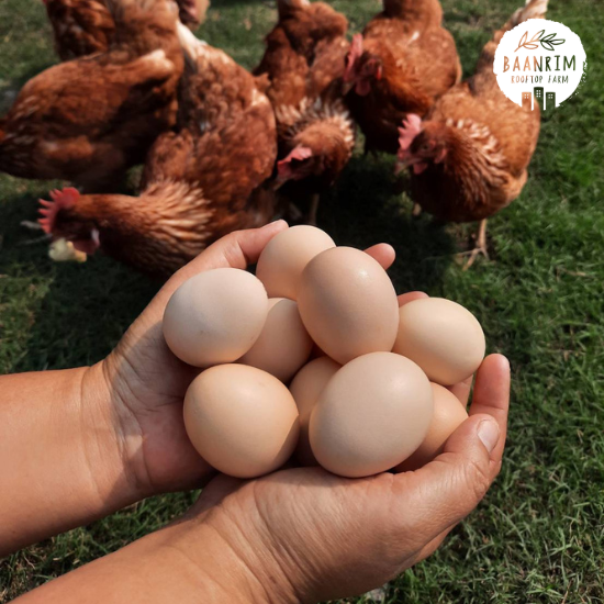 ไข่ไก่บ้าน (Chicken Eggs)