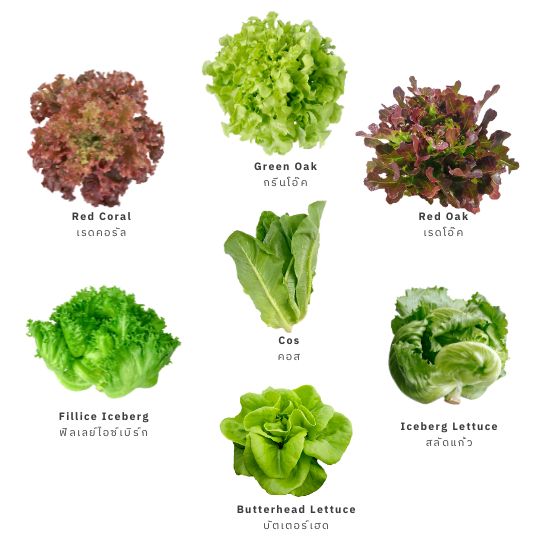 ผักสลัดรวม (Mix Salad)