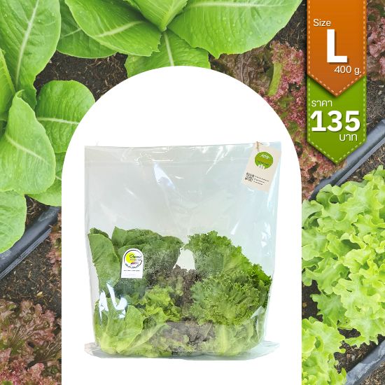 ผักสลัดรวม (Mix Salad)