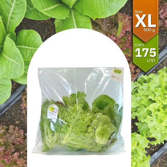 ผักสลัดรวม (Mix Salad)