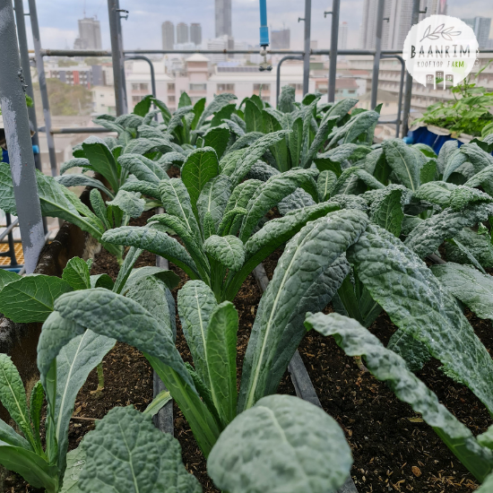 เคลไดโนเสาร์ (Dinosaur Kale)