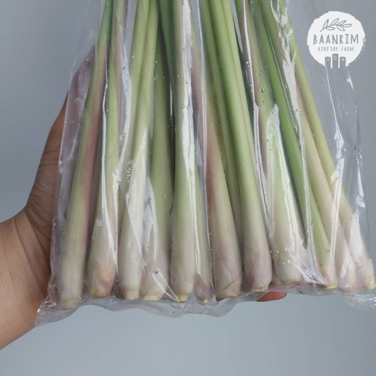 ตะไคร้ (Lemon Grass)