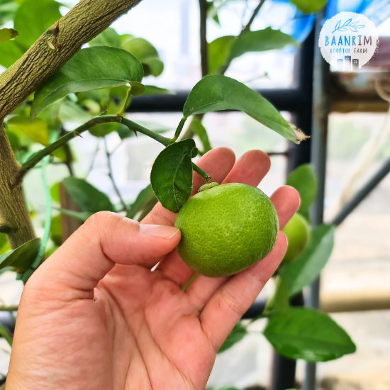 มะนาว (Lime)