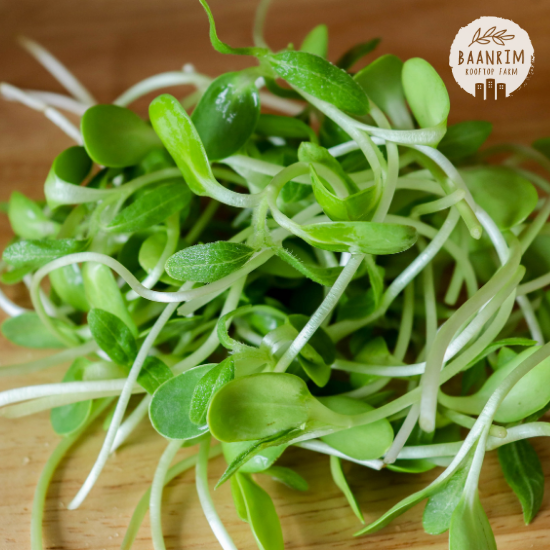 ต้นอ่อนทานตะวัน (Sunflower Sprouts)