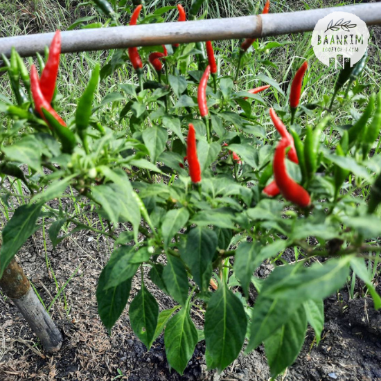 พริกชี้ฟ้าเขียวแดง (Chili)
