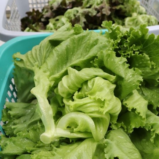 ผักสลัดรวม (Mix Salad)