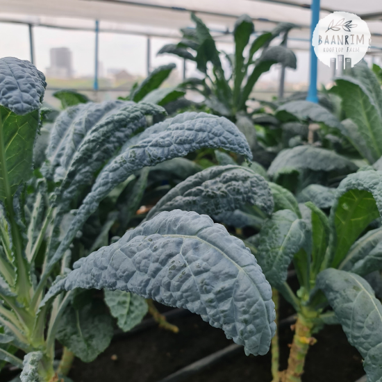 เคลไดโนเสาร์ (Dinosaur Kale)