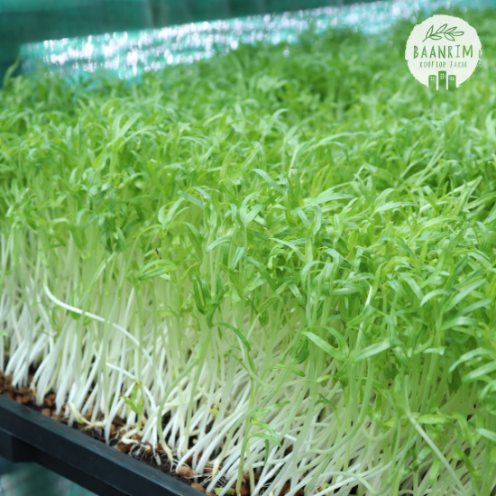 ต้นอ่อนทานตะวัน (Sunflower Sprouts)