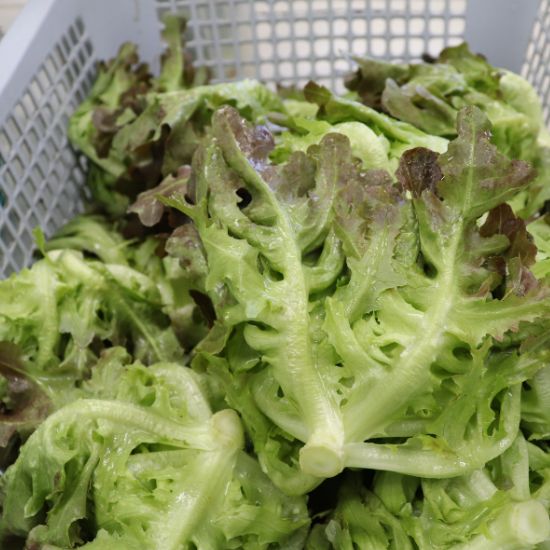 ผักสลัดรวม (Mix Salad)