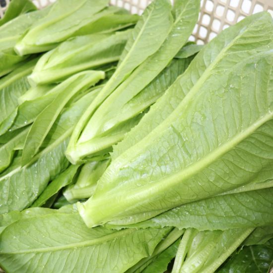 ผักสลัดรวม (Mix Salad)