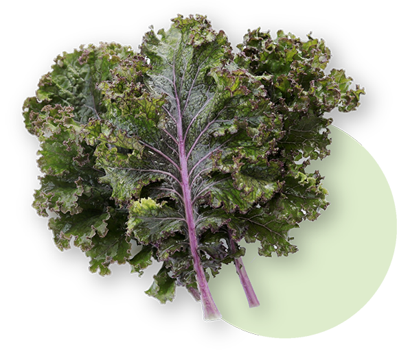 Roof top Farm