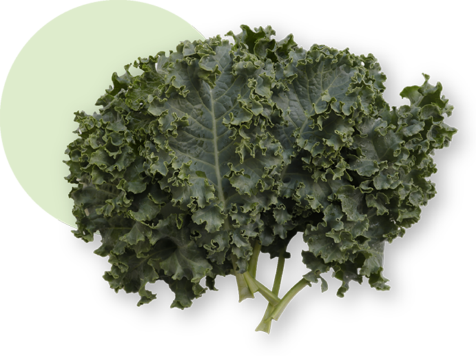 Roof top Farm